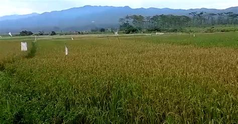 Mewujudkan Ketahanan Pangan Dengan Menjaga Lahan Sawah Indonesia Housing