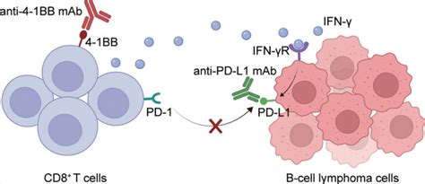 Front Immunol：靶向4 1bb和pd L1诱导b细胞淋巴瘤中有效且持久的抗肿瘤免疫 Medscicn