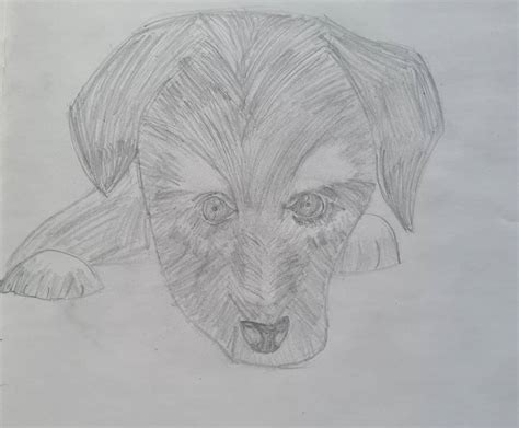 Realistic dog - pencil. by LinesOfLions on DeviantArt