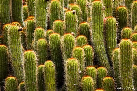 Desert Garden Cactus | Huntington Botanical Gardens, California | Richard Wong Photography