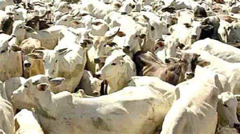 Optical Illusion: Can You Spot the Tiger Crouched Among Cows in 5 Seconds?