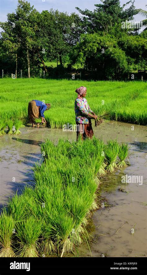 Mekong Delta Vietnam Sep 2 2017 Khmer People Working On Rice Field