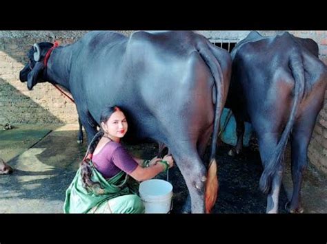 Buffalo Milking Buffalo Milking By Hand Beautiful Girl Buffalo