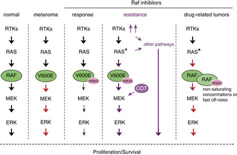 RAF inhibitors: response, resistance and drug-related tumors. In normal ...