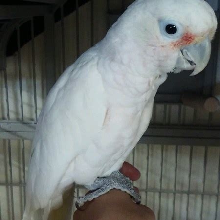 Goffin Cockatoo #140149 for sale in Napa, CA