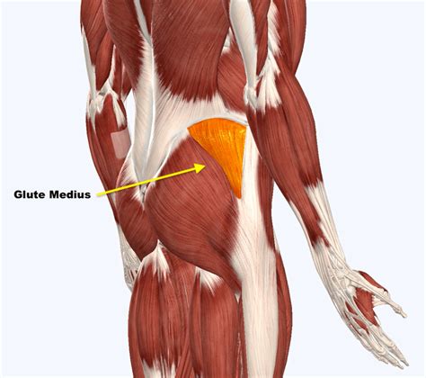 Glute Medius Anatomy