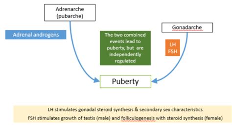 Puberty Flashcards Quizlet