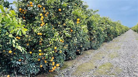 Cosecha De Naranja En California Estados Unidos Youtube