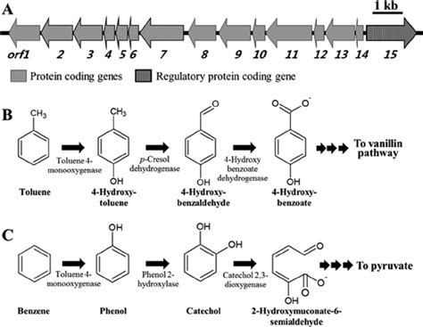 Physical Map Of The Toluenebenzene Degradation Gene Cluster A And