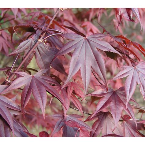 Acer Palmatum Bloodgood Pot De Litres