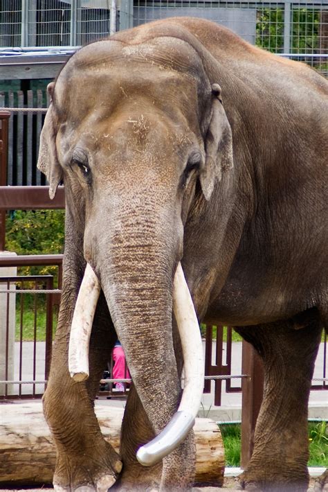 Asian Elephants Flickr