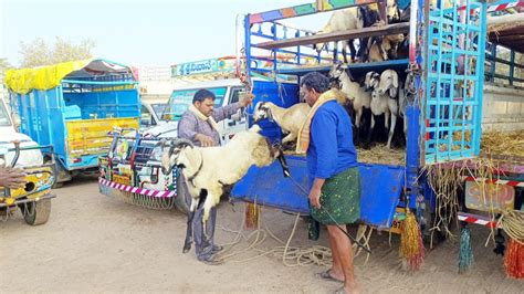 Nellore Sheep Video Nellore Jodipi Sheep Market Nellore Jodipi Sheep