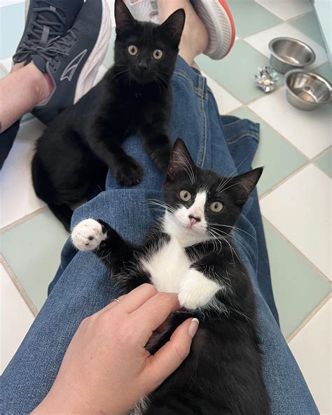 Cal Poly Cat Program - Kale, Fennel, Odd Job, Mr. Bond, and Moo have