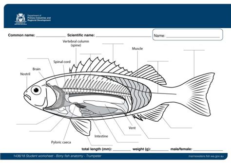 Fish Internal Anatomy Labeling Worksheets - Free Printable Worksheet