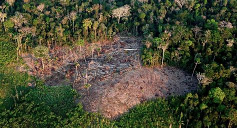 Amazonas O Segundo Estado Que Mais Desmata Correio Da Amaz Nia