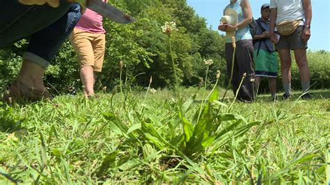 Savoir reconnaître les plantes comestibles du Sud Ouest