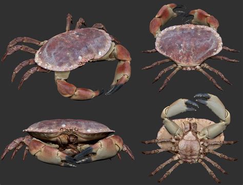 Artstation Scan Of A Crab