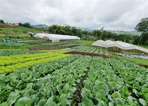 Gobernación de Risaralda convoca a productores rurales a acceder a