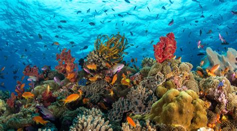 Vibrant Biodiversity Naigani Fiji Biodiversity Ocean Photography Amazing Nature