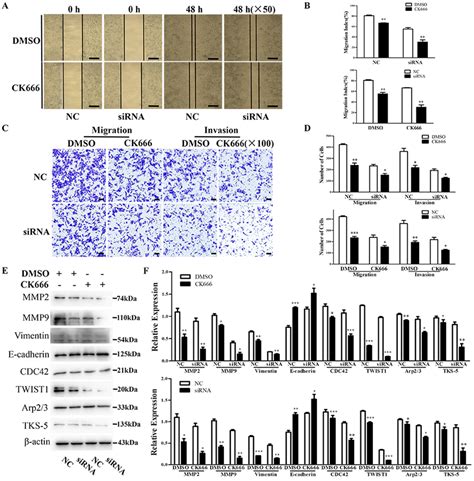 Fyco Regulates Migration Invasion And Invadopodia Formation In Hela