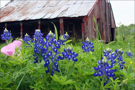 Cofran's Texas Hill Country Portal: Photo Gallery for Wildflowers in ...