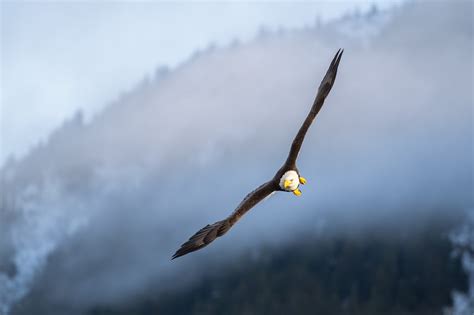 A Day To Remember Eagle