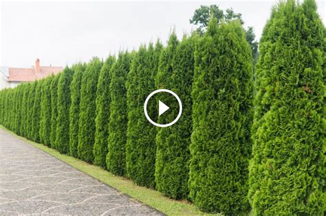 Types Of Hedging Find The Perfect Fit For Your Landscape Sunnyside Nurseries