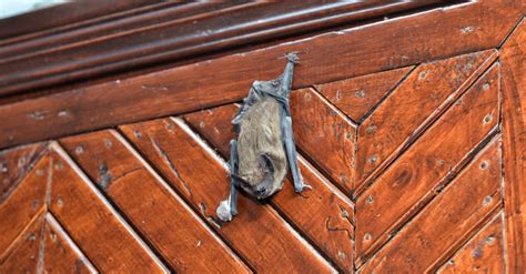 How To Find A Bat Hiding In Your House Trim That Weed