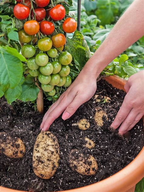 Comment planter des pommes de terre secrets pour réussir la culture