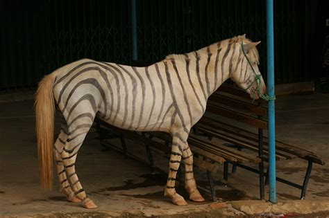 Zorse - True Wildlife Creatures