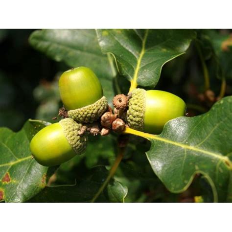 Дуб скальный