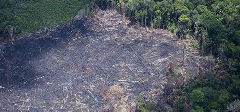 Opera O Contra Desmatamento Da Mata Atl Ntica Deflagrada Na Bahia