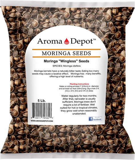 Amazon Moringa Seeds Lb Approx Wingless Sun Dried Pkm