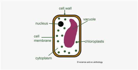 Vacuoles - Simple Plant Cell Diagram Transparent PNG - 425x350 - Free ...