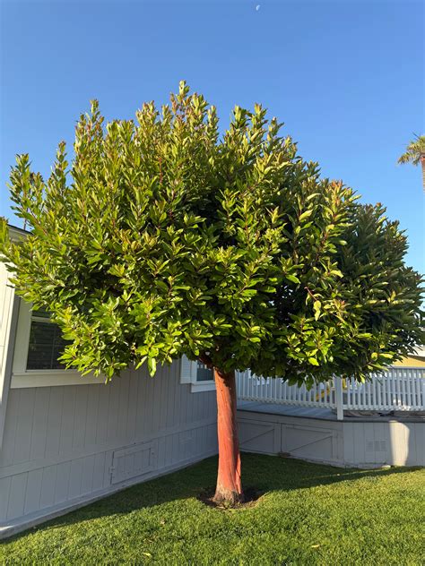 strawberry tree for sale 7