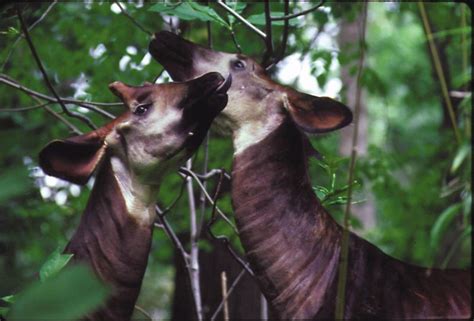 Bronx Zoo Okapi