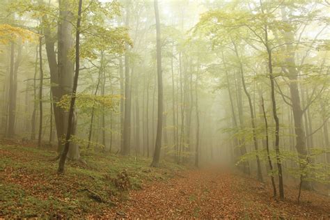 Caza en terrenos públicos en el Gran Bosque Licencia de Caza