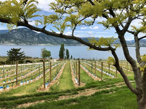 The best Okanagan wineries: your ultimate guide (written by a local ...