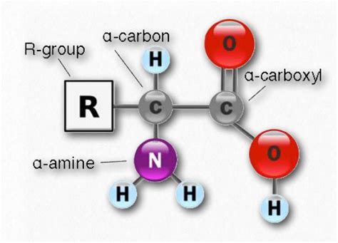 Basic Amino Acid Structure