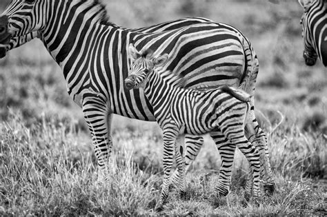 Black and White Zebra Patternt · Free Stock Photo