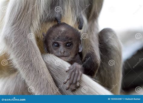 Breastfeeding Monkey stock image. Image of life, concept - 103553287