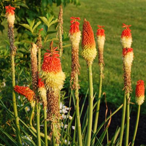 Yegaol Garden Semillas De P Quer Al Rojo Vivo Lirio De Antorcha