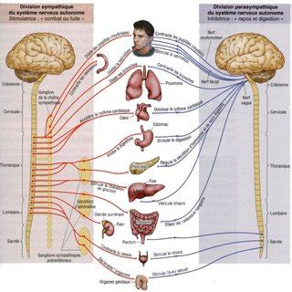 Système nerveux autonome Schéma montrant les deux parties et les deux