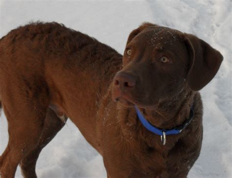 Chesapeake Bay Retriever | GreatDogSite