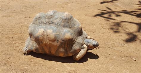 Angonoka Tortoise (Madagascar Tortoise) - All Turtles