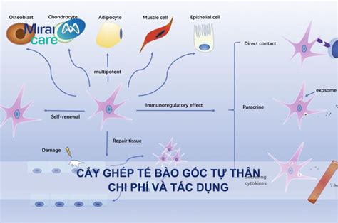 Cấy Ghép Tế Bào Gốc Tự Thân Chi Phí Và Quy Trình Mirai Care