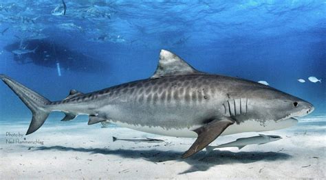 Sharkies OTD On Twitter Tiger Shark Tiger Sharks Are Named For