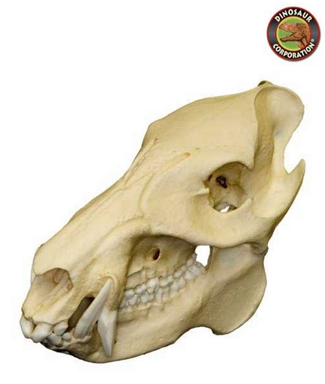 Peccary Javelina Skull for Sale | Dinosaur Corporation