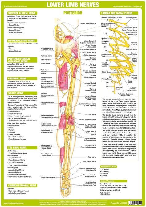 Lower Limb Nerve Anatomy Chart Posterior Anatomy Chart Limb Lower Nerve Posterior