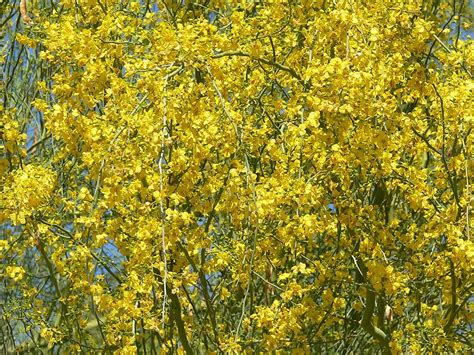 Photo #3737 | Parkinsonia florida | plant lust